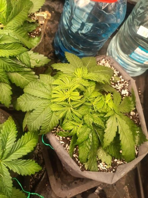 Mandarine Panties. Week 4