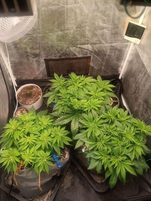 Mandarine Panties. Week 5