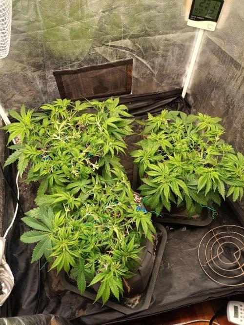 Mandarin panties 🍊 Seedstockers. Week 6