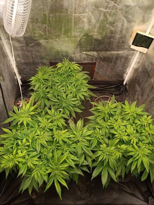 Mandarin panties 🍊 Seedstockers. Week 6