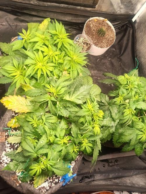 Mandarin panties 🍊 Seedstockers. Week 5