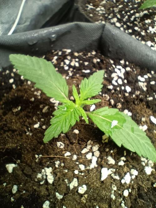Mandarin panties 🍊 Seedstockers. Week 2
