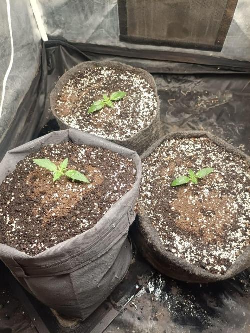Mandarin panties 🍊 Seedstockers. Week 2