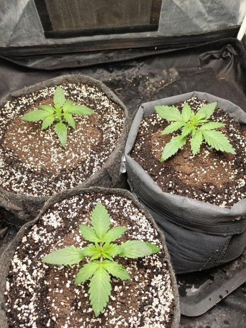 Mandarin panties 🍊 Seedstockers. Week 2