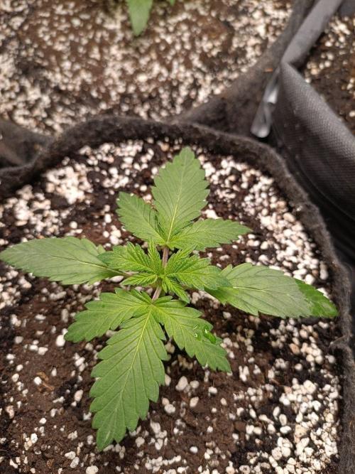 Mandarin panties 🍊 Seedstockers. Week 3