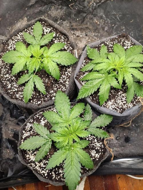 Mandarin panties 🍊 Seedstockers. Week 3