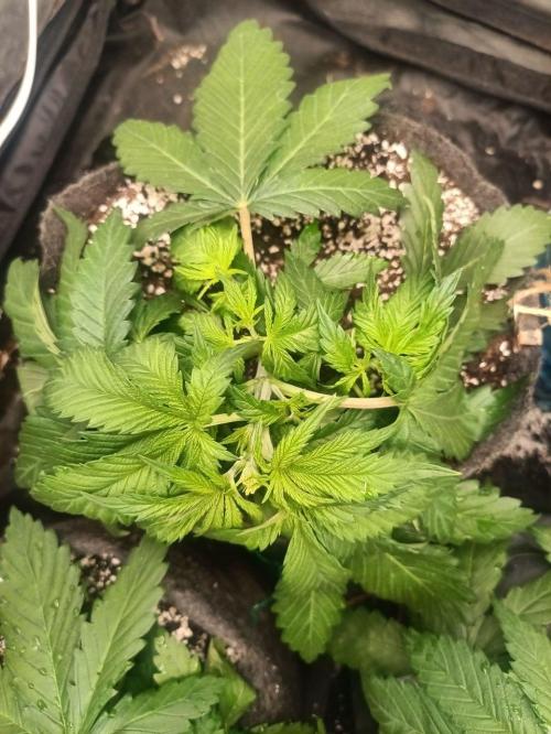 Mandarin panties 🍊 Seedstockers. Week 4