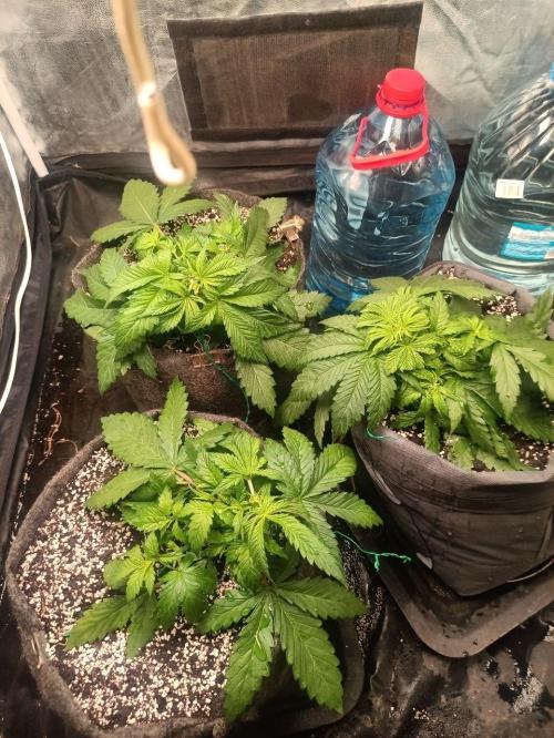 Mandarin panties 🍊 Seedstockers. Week 4