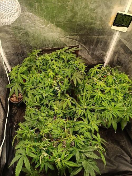 Mandarin panties 🍊 Seedstockers. Week 7