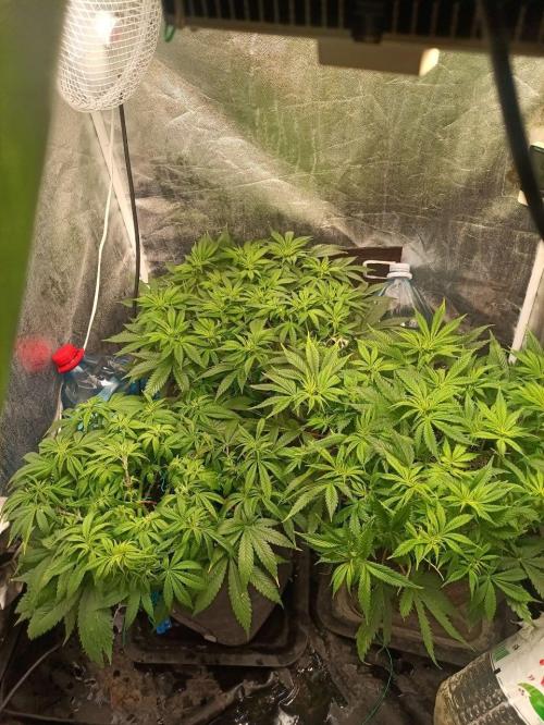 Mandarin panties 🍊 Seedstockers. Week 7