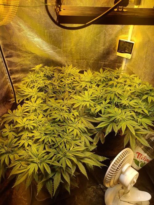 Mandarin panties 🍊 Seedstockers. Week 7