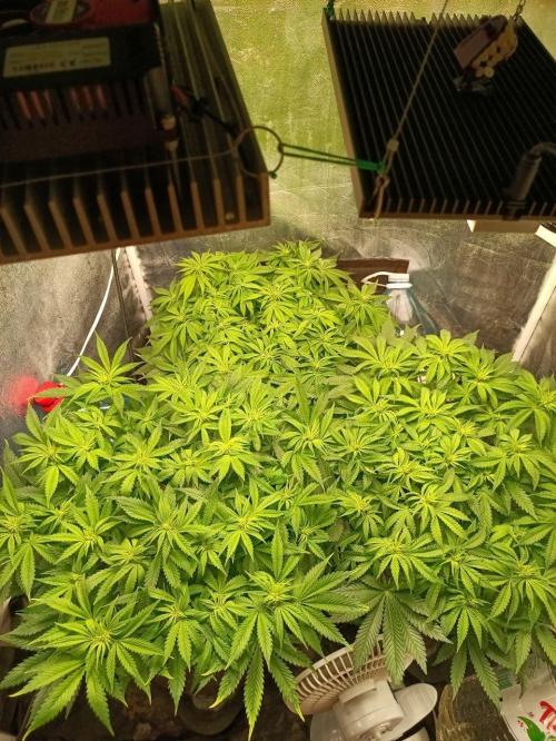 Mandarin panties 🍊 Seedstockers. Week 8