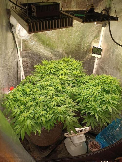 Mandarin panties 🍊 Seedstockers. Week 8