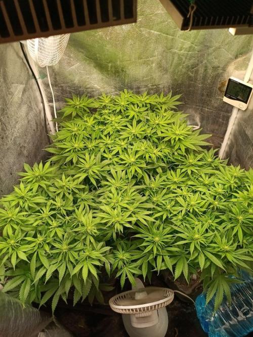 Mandarin panties 🍊 Seedstockers. Week 8