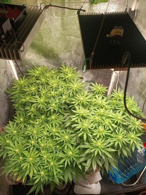 Mandarin panties 🍊 Seedstockers. Week 9