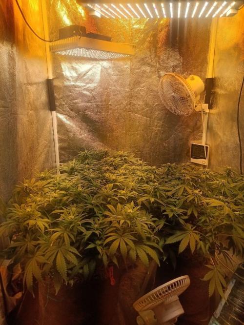 Mandarin panties 🍊 Seedstockers. Week 9