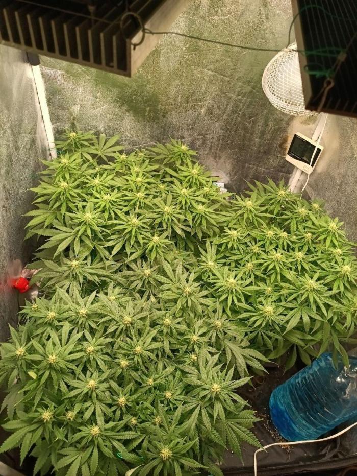 Mandarin panties 🍊 Seedstockers. Week 10