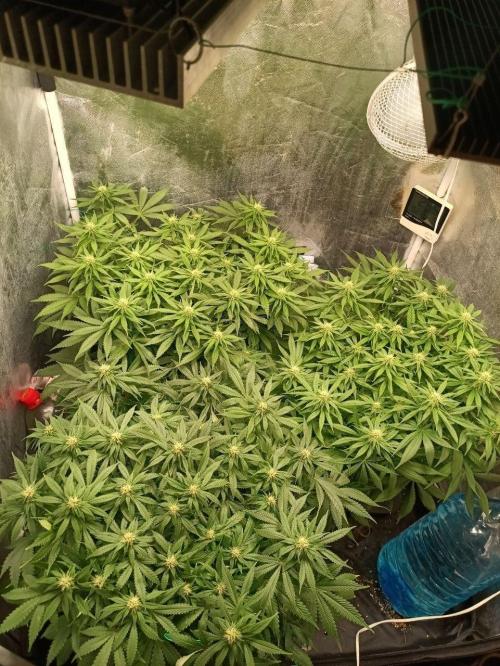 Mandarine Panties. Week 10