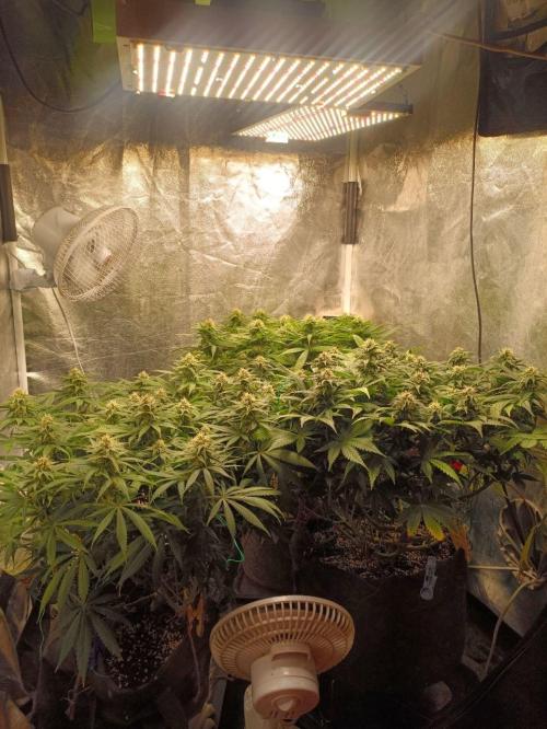 Mandarin panties 🍊 Seedstockers. Week 11