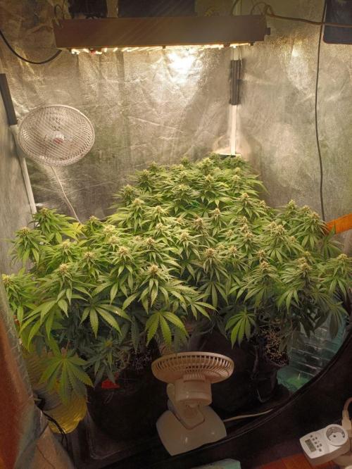 Mandarin panties 🍊 Seedstockers. Week 11