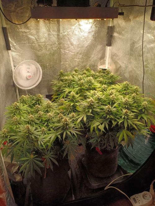 Mandarin panties 🍊 Seedstockers. Week 12