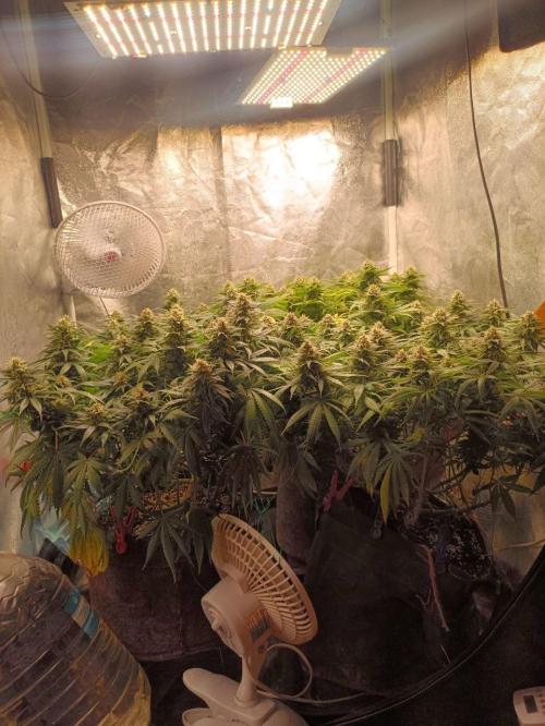 Mandarin panties 🍊 Seedstockers. Week 12
