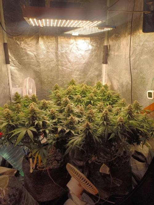 Mandarin panties 🍊 Seedstockers. Week 12
