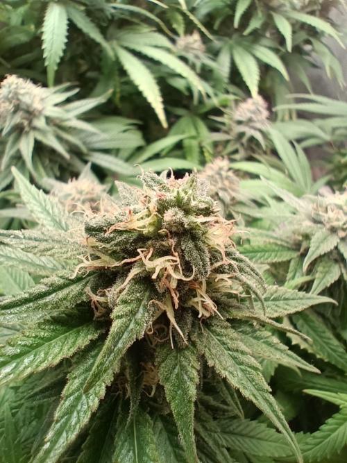 Mandarin panties 🍊 Seedstockers. Week 12