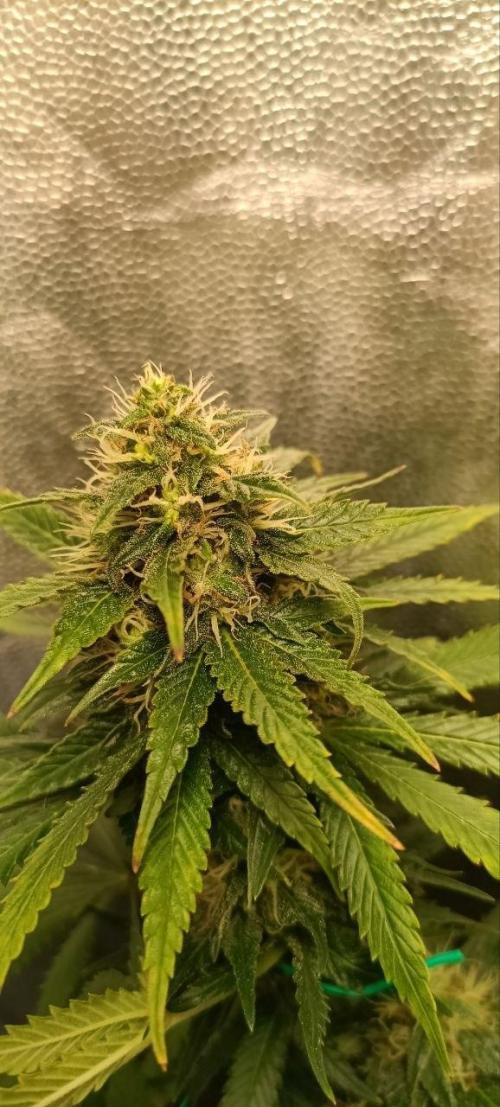 Mandarin panties 🍊 Seedstockers. Week 12