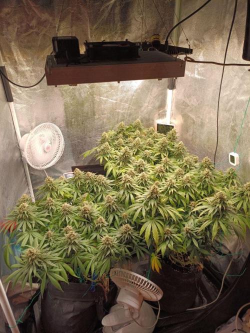 Mandarin panties 🍊 Seedstockers. Week 13