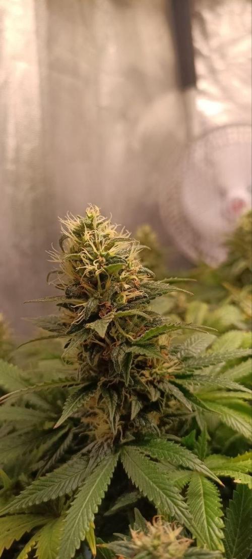 Mandarin panties 🍊 Seedstockers. Week 13