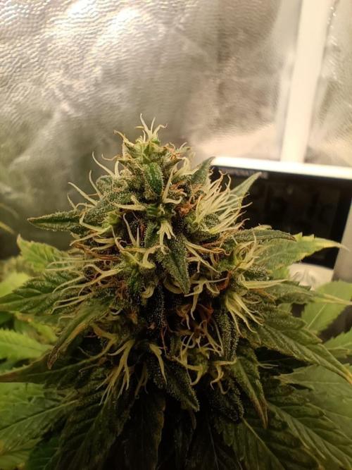 Mandarin panties 🍊 Seedstockers. Week 13