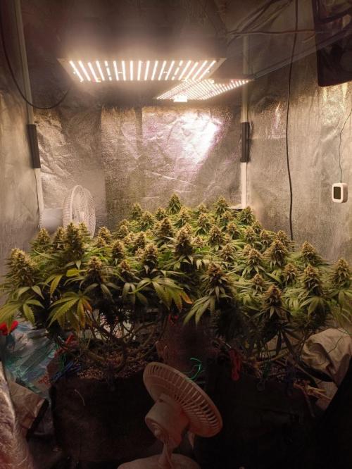 Mandarin panties 🍊 Seedstockers. Week 13