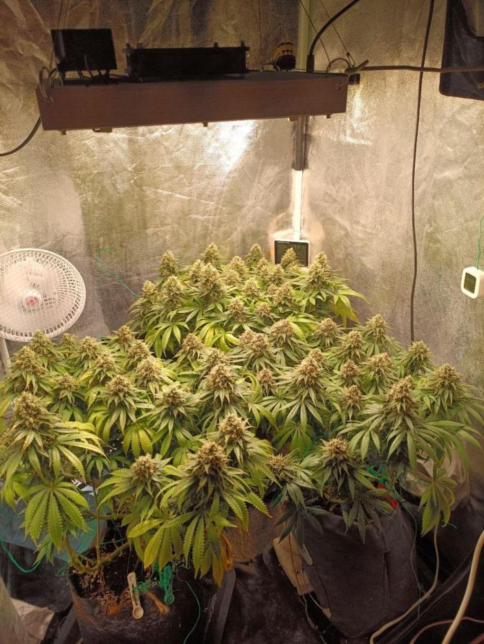 Mandarin panties 🍊 Seedstockers. Week 14
