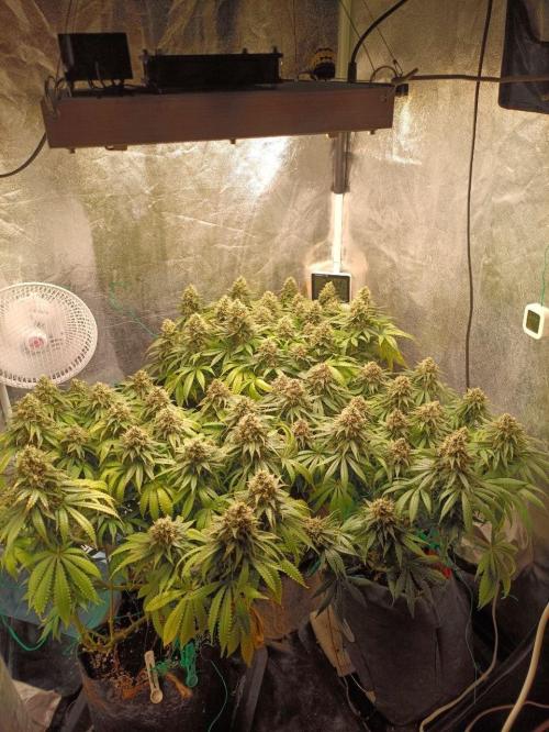 Mandarine Panties. Week 14