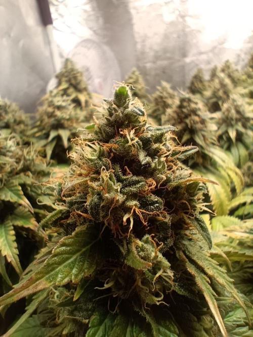 Mandarin panties 🍊 Seedstockers. Week 15