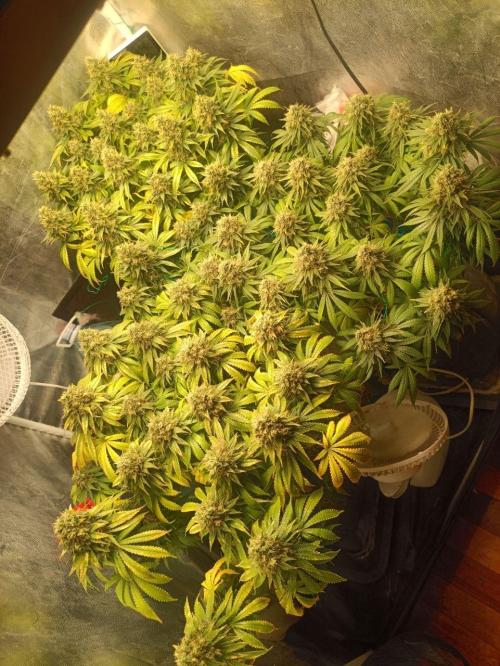 Mandarin panties 🍊 Seedstockers. Week 15