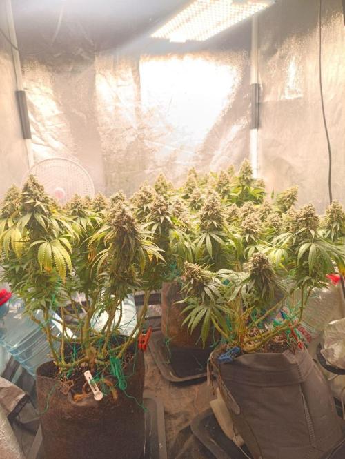 Mandarin panties 🍊 Seedstockers. Week 15