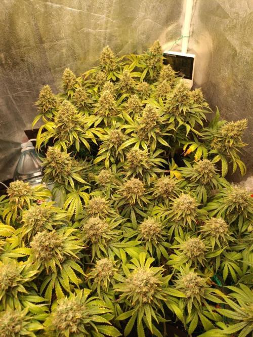 Mandarin panties 🍊 Seedstockers. Week 15