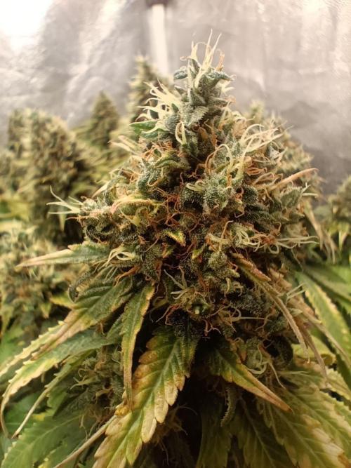 Mandarin panties 🍊 Seedstockers. Week 16