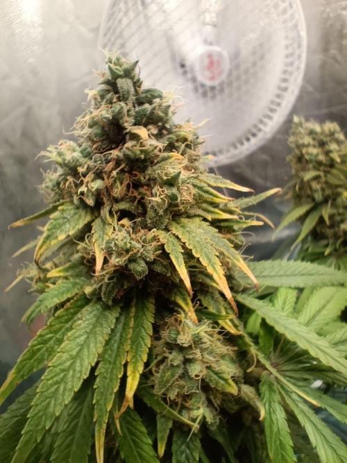 Mandarin panties 🍊 Seedstockers. Week 16