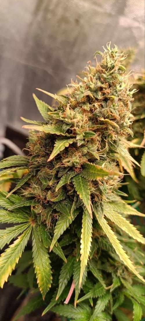 Mandarin panties 🍊 Seedstockers. Week 16
