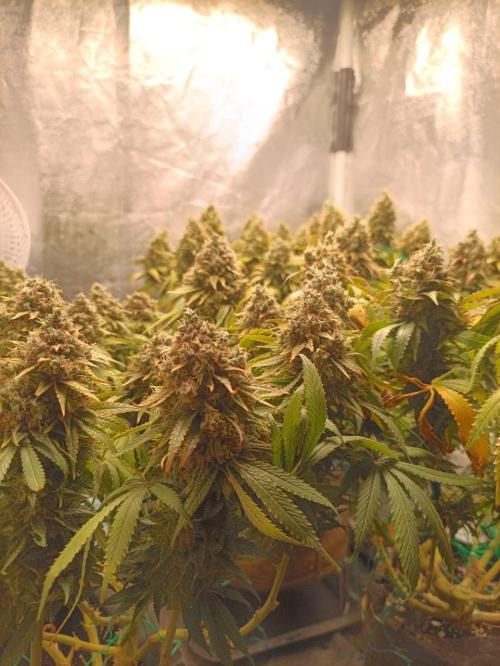 Mandarin panties 🍊 Seedstockers. Week 16