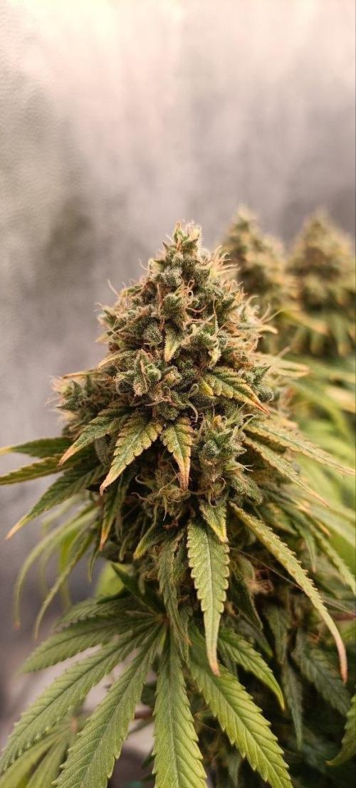 Mandarin panties 🍊 Seedstockers. Week 16