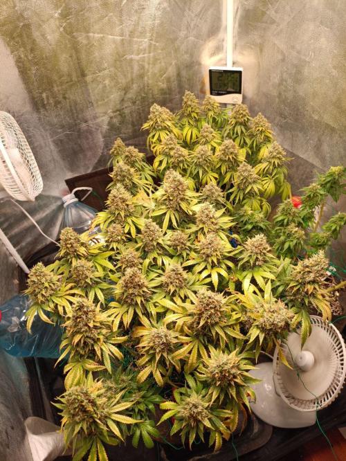 Mandarin panties 🍊 Seedstockers. Week 16