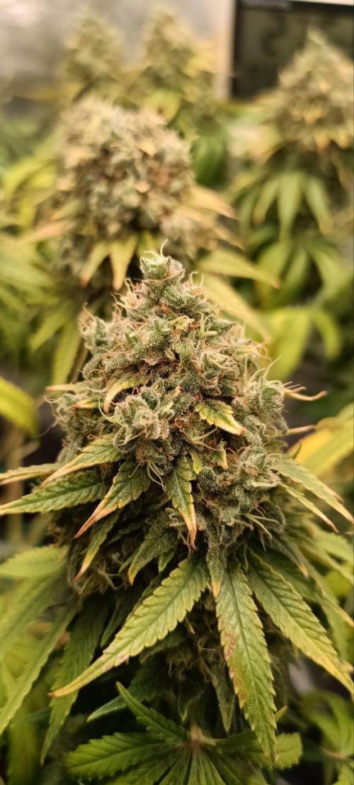 Mandarin panties 🍊 Seedstockers. Week 16