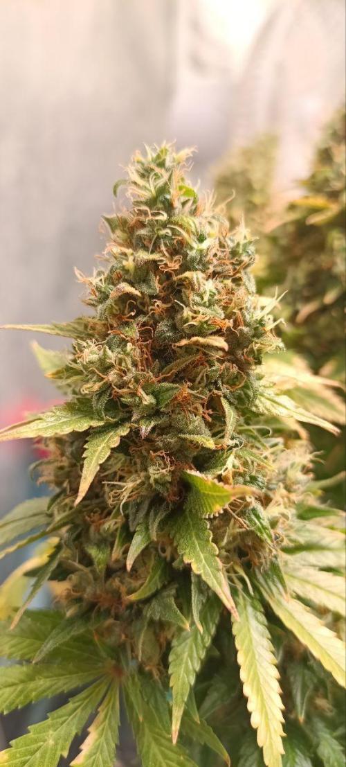 Mandarin panties 🍊 Seedstockers. Week 16