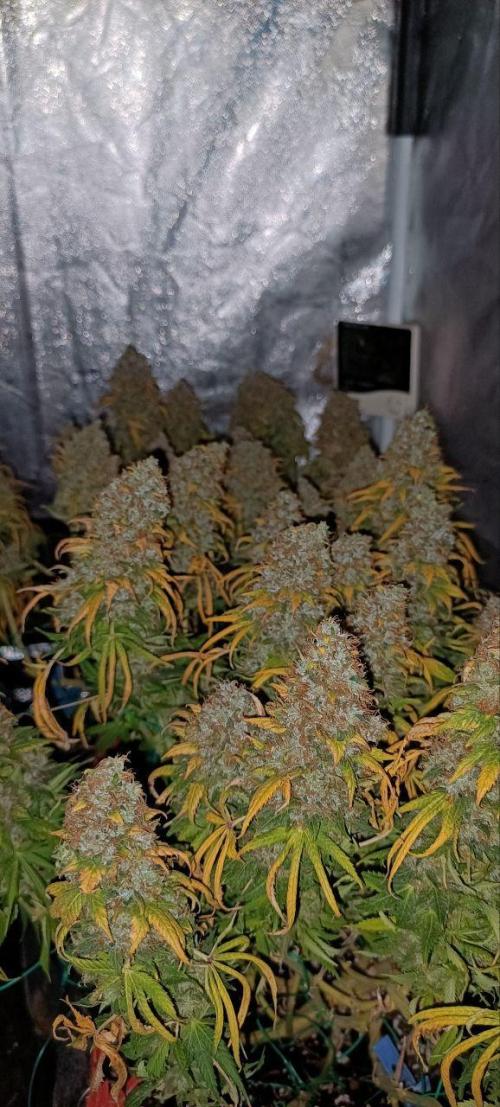 Mandarin panties 🍊 Seedstockers. Week 17