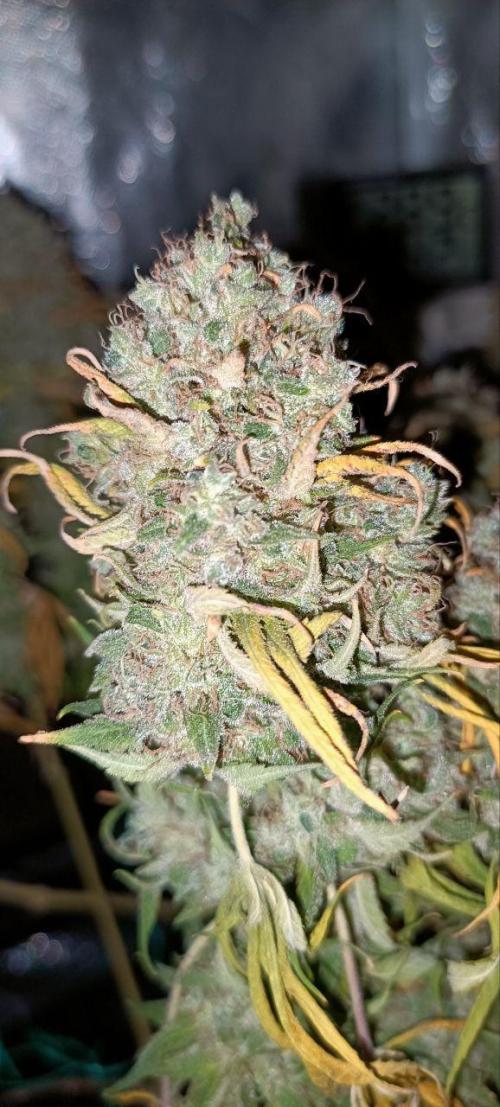 Mandarin panties 🍊 Seedstockers. Week 17