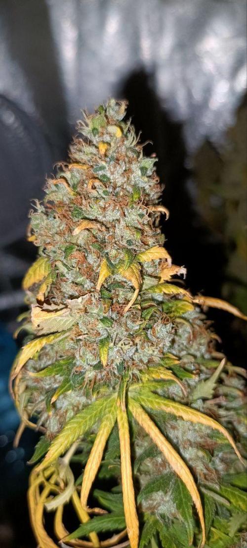 Mandarin panties 🍊 Seedstockers. Week 17